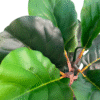 Artificial plant ficus lyrata