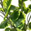 Artificial plant ficus lyrata variegated