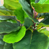 Artificial plant ficus lyrata