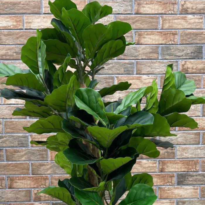 Растение искусственное фикус Лирата