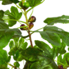 Artificial Fig Tree Plant (Fig Tree) with Fruits