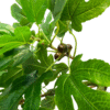 Artificial Fig Tree Plant (Fig Tree) with Fruits