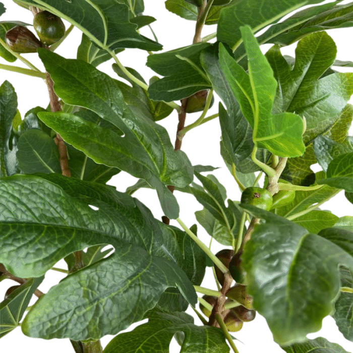 Artificial Fig Tree Plant (Fig Tree) with Fruits