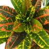 Artificial plant codiaeum (croton)