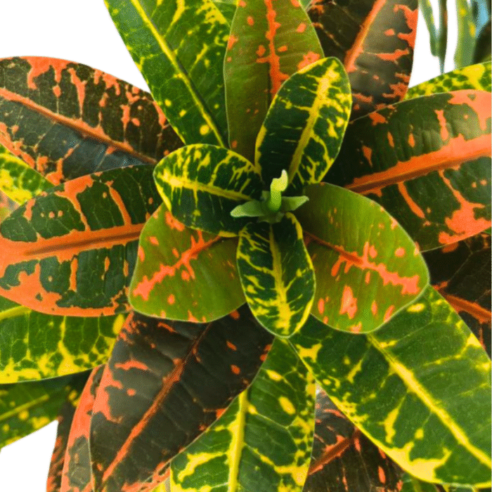 Artificial plant codiaeum (croton)