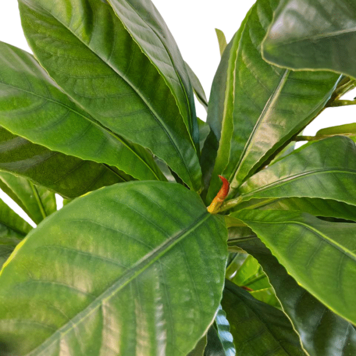 Artificial plant plumeria (frangipani)