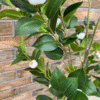 Artificial plant camellia japonica white
