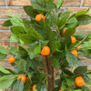 Artificial Mandarin Tree Plant with Fruits