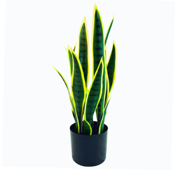 Artificial plant sansevieria (pike tail)
