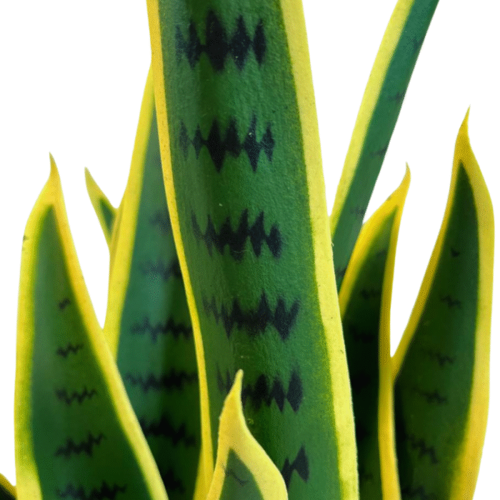 Artificial plant sansevieria (pike tail)