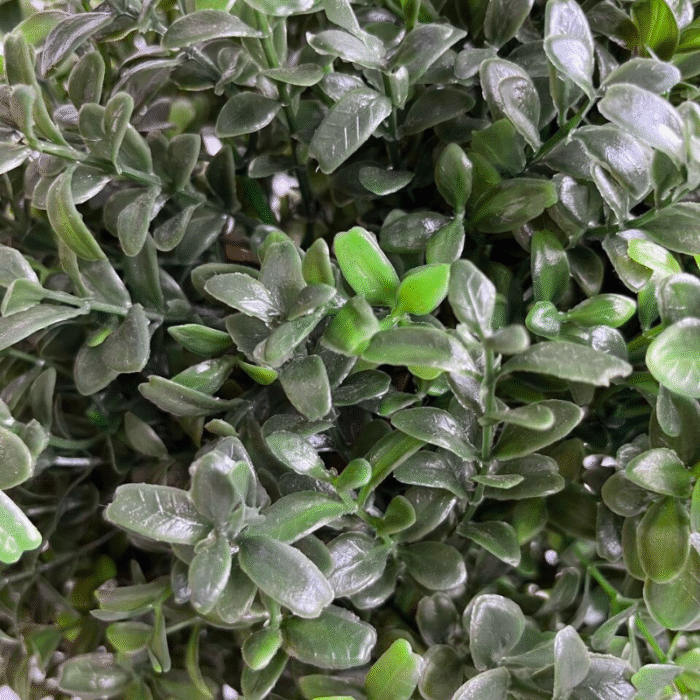 Растение искусственное самшит в форме шара на штамбе