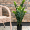 Artificial plant zamioculcas (money tree)