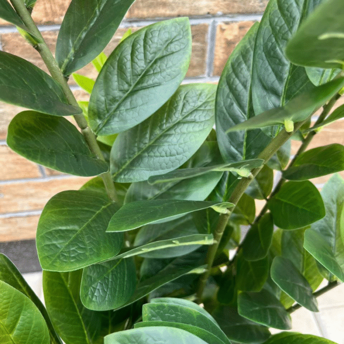 Artificial plant zamioculcas (money tree)