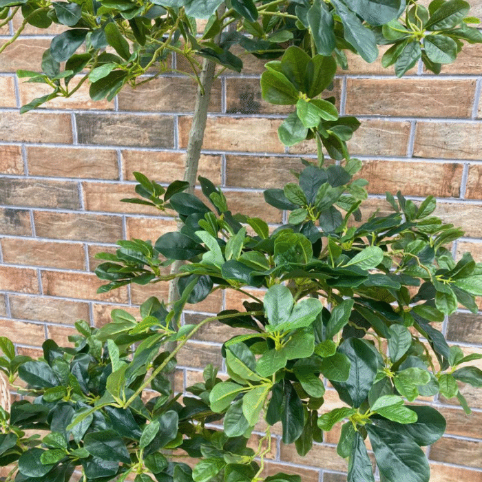 Artificial plant Schefflera arborescens (Arboricola)