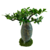 Artificial plant Bonsai baobab (with moss)