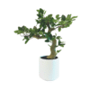 Artificial plant Bonsai ficus