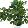 Artificial plant Bonsai ficus