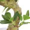 Artificial plant Bonsai ficus